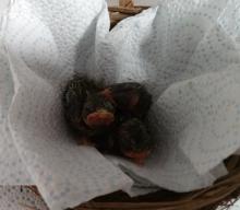 jonge vogeltjes in couveuse