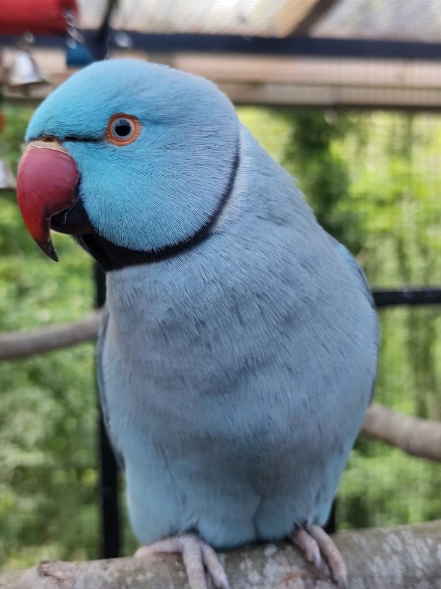 blauwe halsbandparkiet