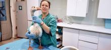 Nancy met gans in nood
