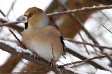 appelvink eet sneeuw