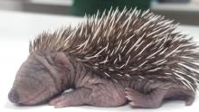 baby egel, oogjes nog dicht