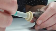 baby egel krijgt melk