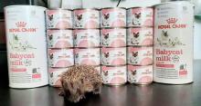 baby voeding voor baby egels