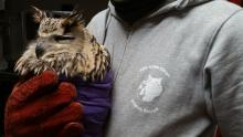 bengaalse oehoe bij SOS Wilde Dieren
