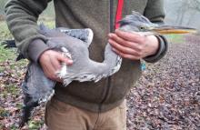 Blauwe reiger afgeschoten