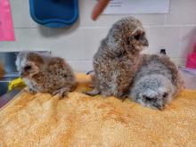 3 bosuilkuikens
