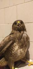 buizerd genezen