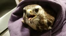buizerd net gevangen