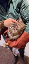 buizerd met open krop
