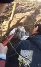 buizerd wordt bevrijd uit prikkeldraad