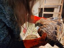 buizerd krijgt kinesitherapie
