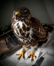 verzwakte buizerd