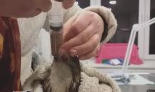 buizerd wordt gevoed