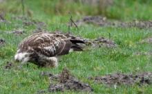 buizerd zoekt wormen