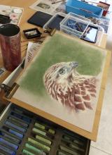 tekening buizerd