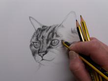 claire tekent cat