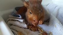 eekhoorntje eet nootje in couveuse