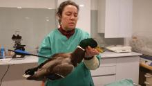 eend met pijl in wildlife hospitaal