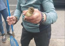 eendje gered uit rioolput