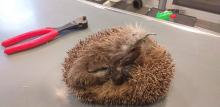 egel vast in omheiningsdraag