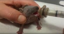  baby egel voederen
