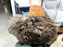 Egel vol met opgedroogde modder