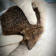 egel met mysterieuze infectie