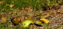 groenllingen in de tuin