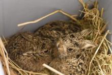 drie haasjes