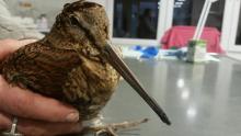 houtsnip gered van de kou