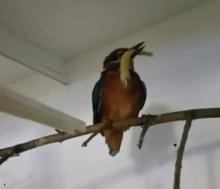 ijsvogel eet vis