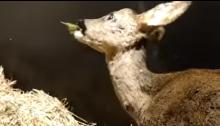 jonge ree eet braamblaadjes