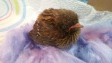 jong vogeltje
