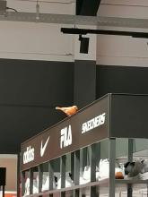 Kanarie zit op vanharen reclame bord