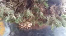 rietkikker in terrarium