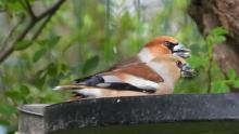 koppeltje appelvinken in tuin