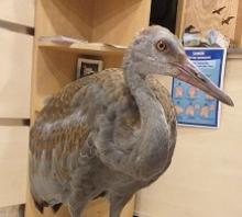 canadese kraanvogel op  wandel
