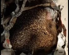 moeder egel met ukkie