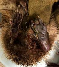 egel pootjes met infectie 