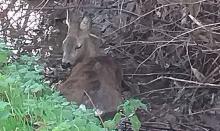 aangereden ree in beek