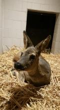 ree in box bij SOS Wilde dieren