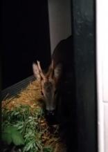 ree eet bramen en wilgentakken