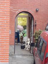 ree in veranda gevonden