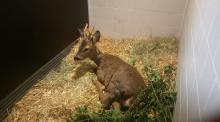 ree in ons wildlife hospitaal