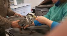 reiger gered uit draad
