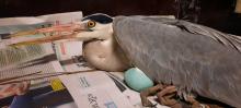 reiger krijgt ei