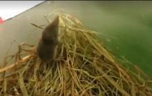 jonge spitsmuis al wat ouder