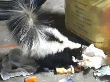interventie stinkdier in garage