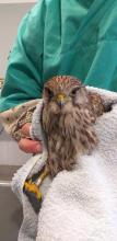 nieuwe torenvalk in wildlife hospitaal