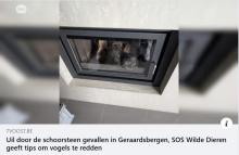 reportage uil in kachel door tv-oost
